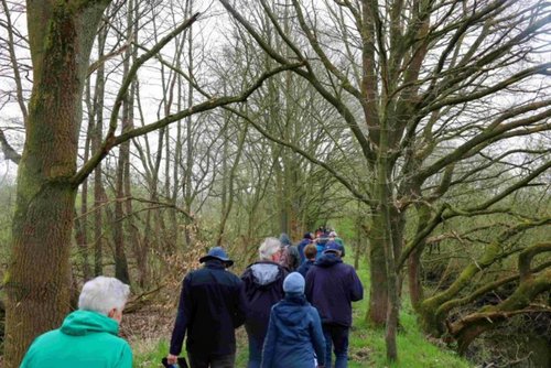 Wandergruppe spaziert auf einem Waldweg umgeben von Bäumen